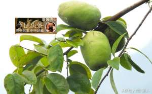药用木瓜树的种植(湖北宜昌：农民种植的木瓜，治疗风湿病的中药不要把它当成梨)