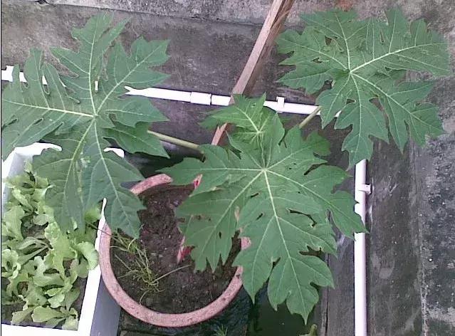 木瓜怎么种出盆栽，这么漂亮