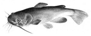 养殖埃及鲶鱼(“北极鲶鱼”是什么鱼？真的存在吗？)