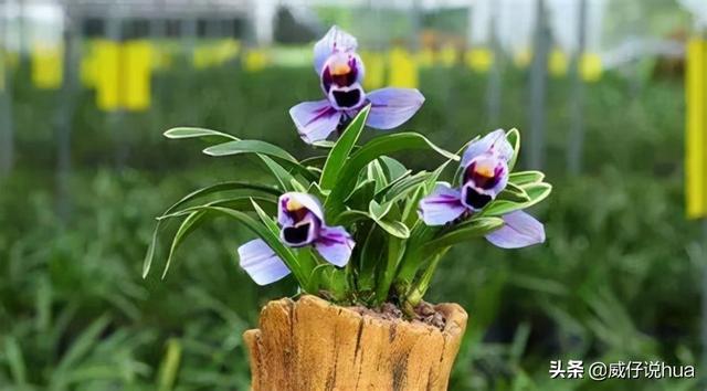 紫月荷兰花！兰花里的新品种，花色罕见，浪漫、温馨、仙气十足