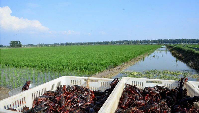 稻虾养殖模式解析