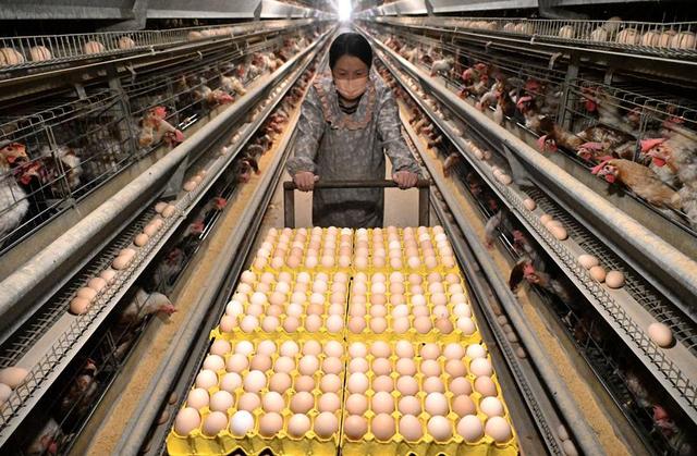 河北馆陶：蛋鸡养殖业拓宽农民增收路