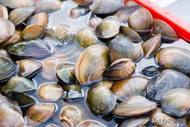 河蚌是餐桌上的常见菜，还是珍珠的摇篮，但你知道该怎么养它吗？