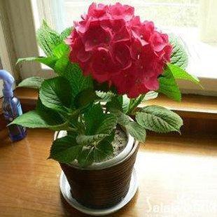 绣球花是最受喜欢的“耐阴花”，给点水浇点肥就爆盆，花色亮眼
