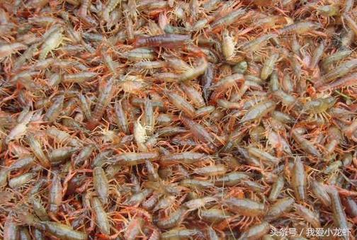 龙虾养殖标准化流程，让你对龙虾养殖不再迷茫