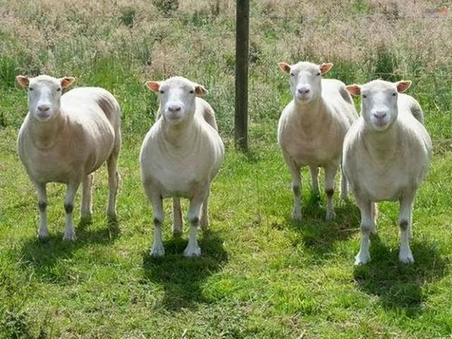 羊怎样可以长的快？怎样养羊长得快？养殖经验告诉你