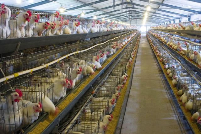 农民养殖鸡，搭建鸡舍要注意什么？做到这5点，鸡的成长环境好