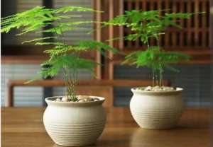 文竹养殖和注意方法(养文竹，记住4个关键点，长得枝叶翠绿，姿态优美)