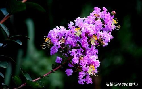 紫薇花的养花方法，这样养护枝繁叶茂