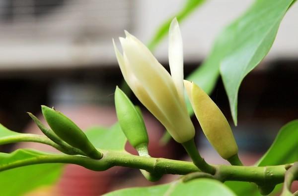 黄角兰花瓣修长，闻起来香喷喷，净化能力不输绿萝