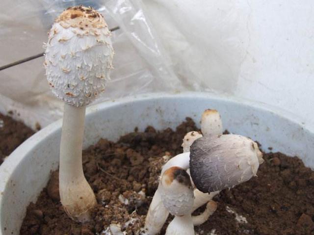 种植方法简单！过年家里都在养“蘑菇”，孩子喜欢吃，观赏性强！