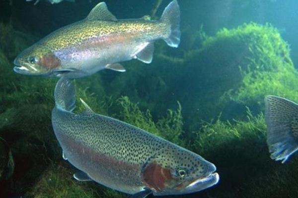 虹鳟鱼的流水养殖技术