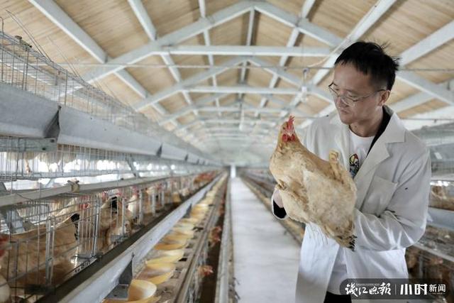 杭州钱塘江边的养殖场里，差点绝种的“萧山鸡”保下来了