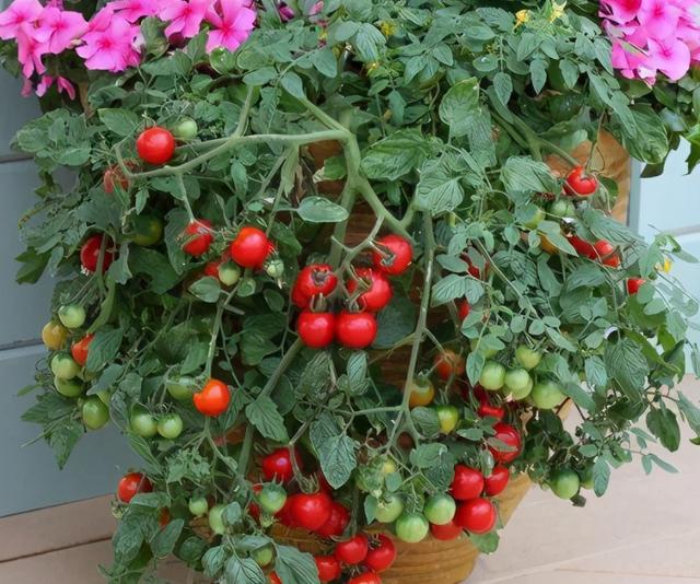 阳台种盆“小西红柿”，冬天一样吃，“叽里咕噜”结满红果子