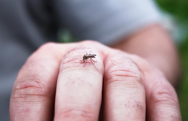 【创澳分享】养殖场蚊蝇驱避，“无毒性”是关键！
