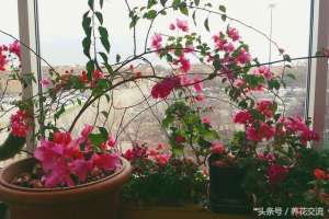 三角梅盆景养殖方法(盆栽三角梅养室内365天连续开花的6个养护秘诀)