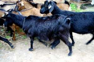 绵羊和山羊的养殖(养羊经验谈：黑山羊放牧养殖成本低效益高，讲究技巧是关键)