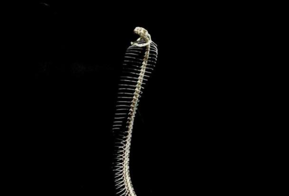 3米长蟒蛇现身闹市，蟒蛇频繁闯入人类居住地，遇蛇攻击人该咋办