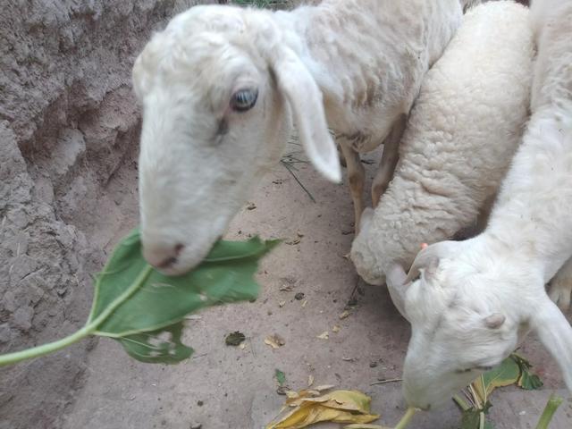 5个月产羔，8年淘汰，小尾寒羊母羊一生能为养殖户带来多少利润