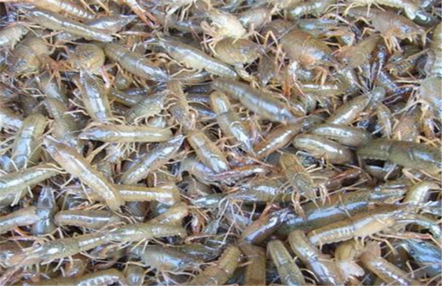 河虾适合什么水质养殖？需要什么注意的？又该怎么清理虾池？