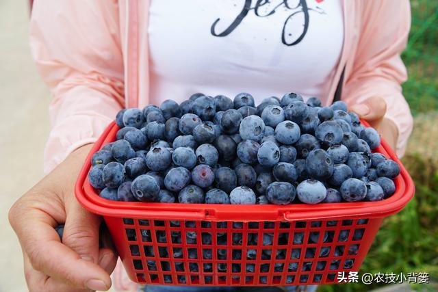 种植健壮高产蓝莓，怎样选苗、选地、改土、调酸？怎样科学定植？