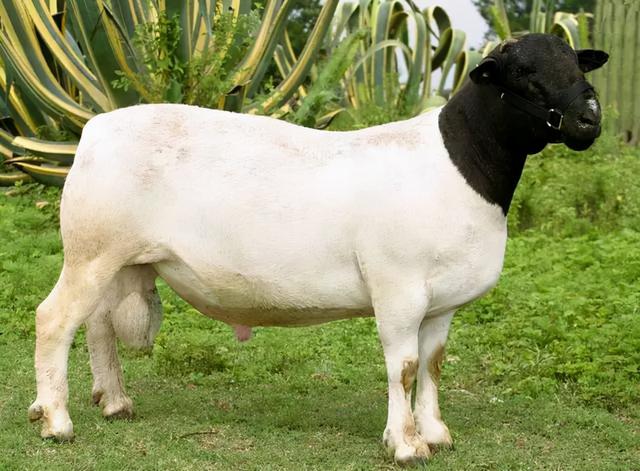 世界公认最好的肉羊品种之一，也是在我国最常见的外国绵羊品种