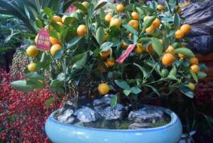 金橘的养殖(养金桔树盆栽，有“3点”需注意，做好了果子压弯枝，吉祥又富贵)