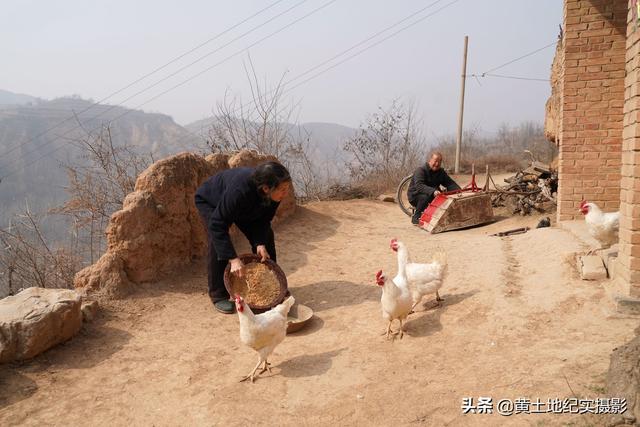 山西农村7旬老人家养“雪鸡”产蛋供不应求，想买要电话排队订购