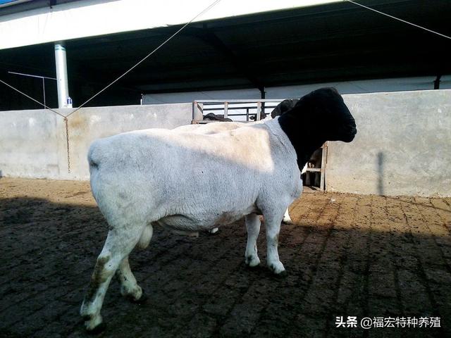 杜泊羊的8个养殖优势，改良小尾寒羊和湖羊会取得更好的生长优势