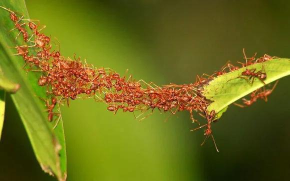 蚂蚁交配也疯狂，一生就能一次