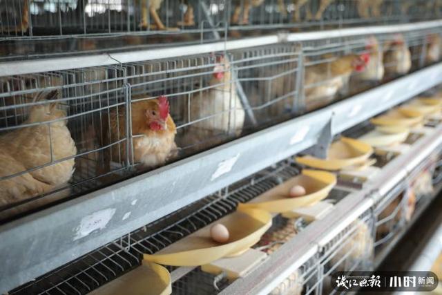 杭州钱塘江边的养殖场里，差点绝种的“萧山鸡”保下来了