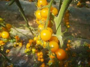 圣女果大棚种植利润(以色列研发出一般人不敢种的金色圣女果，亩产5千斤，售价20元)