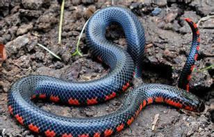 泥蛇是中国水蛇为游蛇科水蛇属的爬行动物