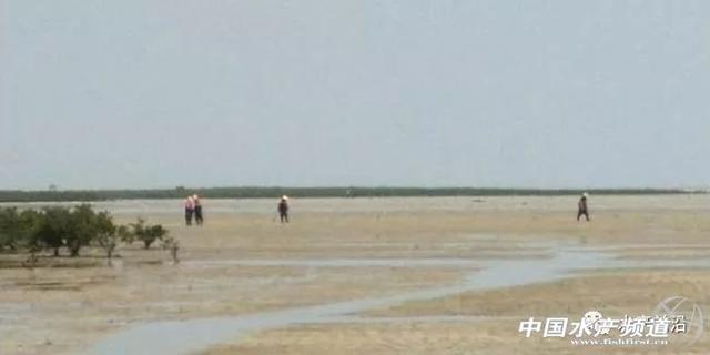 广西北海海滩大量沙虫喷鲜血莫名暴毙！