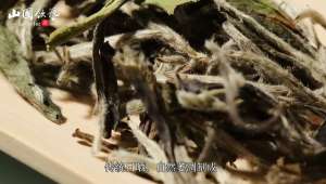 茶叶花的养殖剪枝视频(私房茶·白牡丹产品介绍视频 来自白茶之乡-福鼎磻溪)