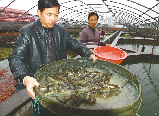 送给养殖鱼虾的中国农民5种成本低、效益高的动物饵料
