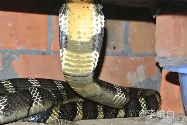世界上体型最大的毒蛇——眼镜王蛇，毒液有多厉害？会使人致死吗