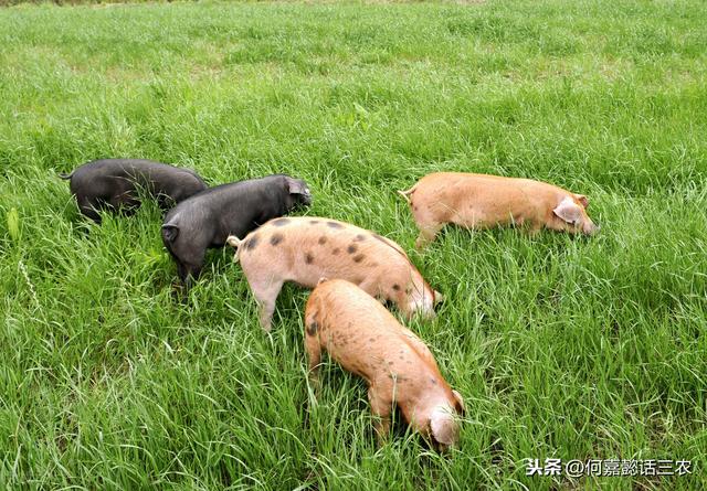 生态猪养殖技术
