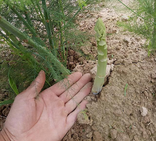 芦笋的生长环境以及种植和管理方法，掌握这几点芦笋高产不是梦