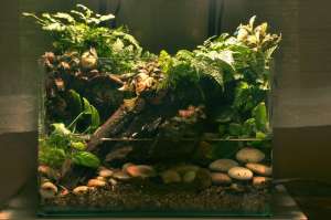 苔藓养殖方法(苔藓盆景造型美观养护简单，路边“挖”一块就能成活，观赏性强)