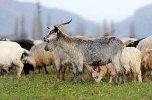 棉羊养殖需要多少钱(绵羊和山羊养殖哪个更赚钱？)