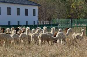 开办宠物养殖基地(打造国内最大羊驼养殖基地 天津市武清区“赶着羊驼去致富”)