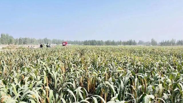 新疆喀什地区构建现代农业产业链发展模式