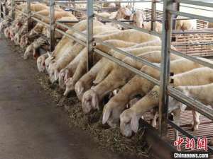 养殖熊(（乡村行·看振兴）江西赣县湖羊养殖助力村民增收致富“发羊财”)