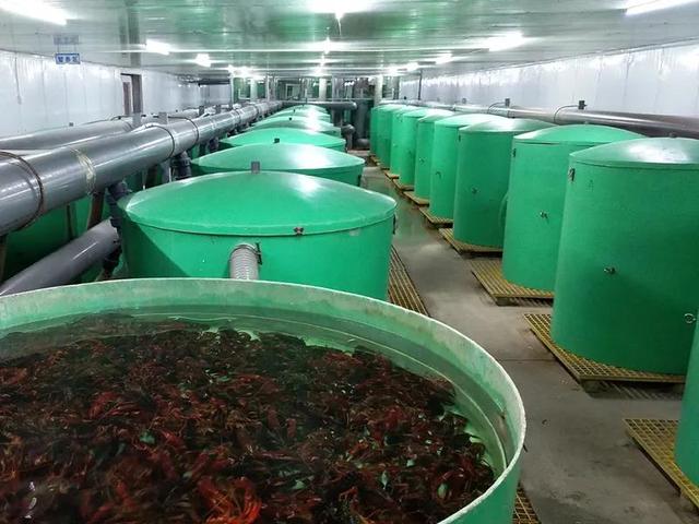 小龙虾离开塘口还能存活长达6个月！低温仓储暂养技术，实现小龙虾全年鲜活供应
