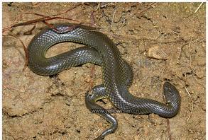 泥蛇是中国水蛇为游蛇科水蛇属的爬行动物