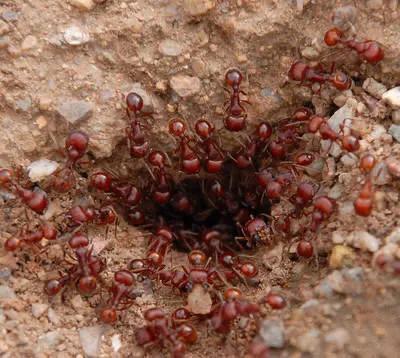 蚂蚁交配也疯狂，一生就能一次
