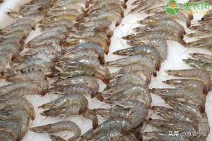 如何辨别海虾和养殖虾(市场上的基围虾是淡水养殖还是海水养殖？竹节虾有什么区别？)