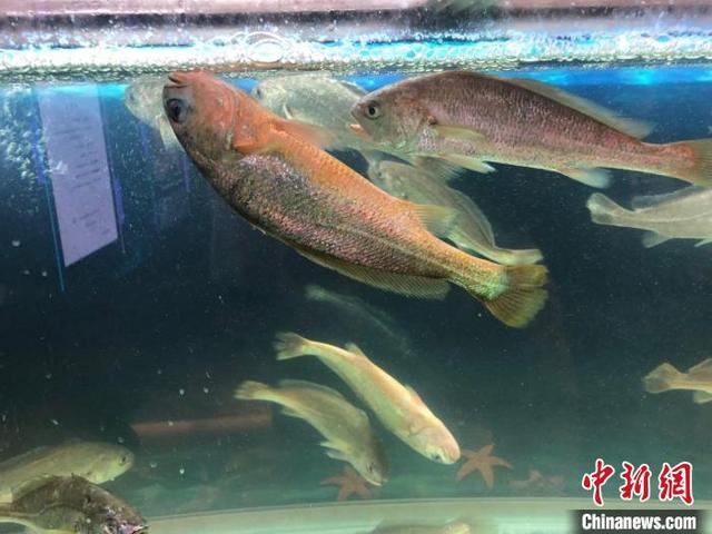 浙江全人工规模化养殖小黄鱼“游上”餐桌