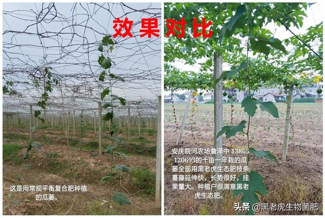 “黑老虎”中医农业五步法——瓜蒌生态种植方案